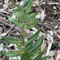 Pellaea falcata at Black Range, NSW - 19 Aug 2020