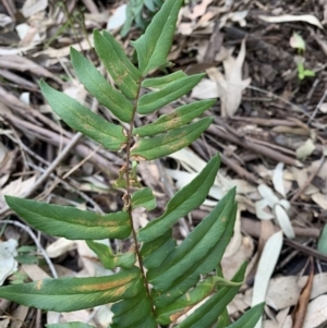 Pellaea falcata at Black Range, NSW - suppressed