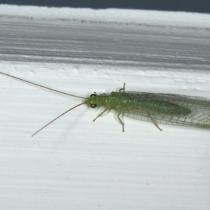 Mallada signatus at Ainslie, ACT - 6 Dec 2019 09:44 PM