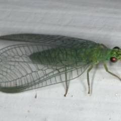 Mallada signatus at Ainslie, ACT - 6 Dec 2019 09:44 PM