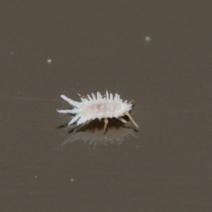 Coccinellidae (family) at Acton, ACT - 18 Aug 2020