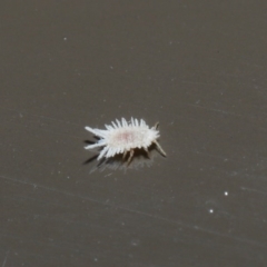 Coccinellidae (family) at Acton, ACT - 18 Aug 2020