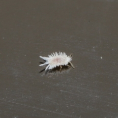 Coccinellidae (family) at Acton, ACT - 18 Aug 2020