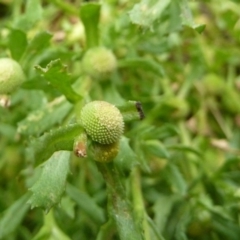 Centipeda cunninghamii (Common Sneezeweed) at Lower Boro, NSW - 15 Jan 2012 by AndyRussell