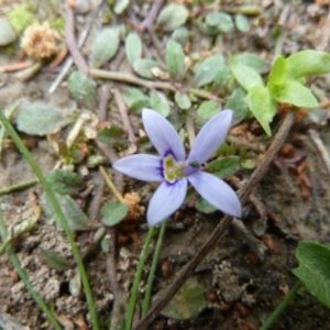 Isotoma fluviatilis subsp. australis at Lower Boro, NSW - 15 Jan 2012