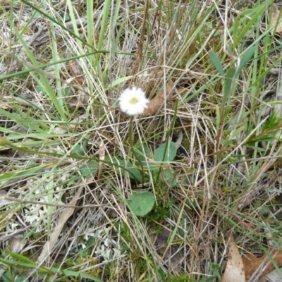 Lagenophora stipitata (Common Lagenophora) at Lower Boro, NSW - 15 Jan 2012 by AndyRussell