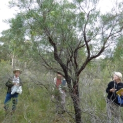 Persoonia linearis (Narrow-leaved Geebung) at Lower Boro, NSW - 15 Jan 2012 by AndyRussell