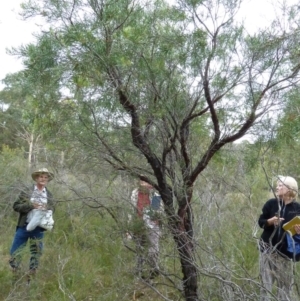 Persoonia linearis at Lower Boro, NSW - 15 Jan 2012