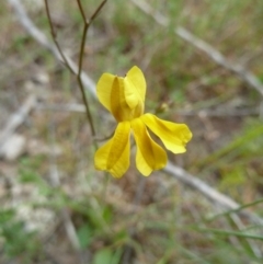 Goodenia paradoxa (Spur Velleia) at Lower Boro, NSW - 15 Jan 2012 by AndyRussell