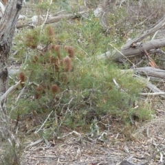 Banksia spinulosa (Hairpin Banksia) at Lower Boro, NSW - 15 Jan 2012 by AndyRussell