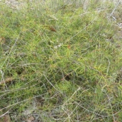 Acacia ulicifolia (Prickly Moses) at Lower Boro, NSW - 15 Jan 2012 by AndyRussell