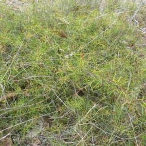 Acacia ulicifolia at Lower Boro, NSW - 15 Jan 2012