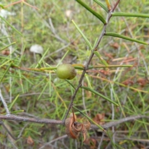 Acacia ulicifolia at Lower Boro, NSW - 15 Jan 2012