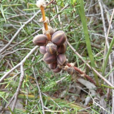 Lomandra filiformis (Wattle Mat-rush) at Lower Boro, NSW - 15 Jan 2012 by AndyRussell