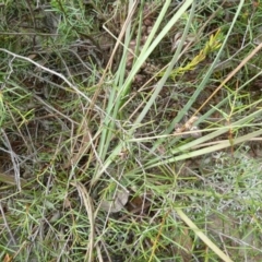 Lomandra filiformis at Lower Boro, NSW - 15 Jan 2012