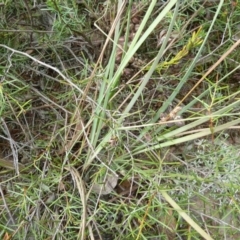 Lomandra filiformis at Lower Boro, NSW - 15 Jan 2012 01:59 PM