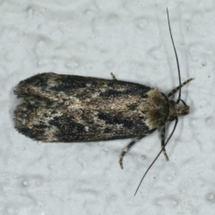 Barea consignatella (A concealer moth) at Ainslie, ACT - 6 Dec 2019 by jbromilow50