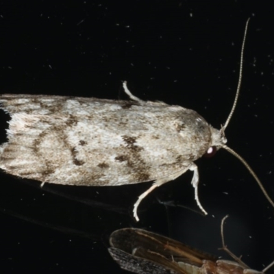 Philobota philostaura (A Concealer moth (Philobota group)) at Ainslie, ACT - 6 Dec 2019 by jbromilow50