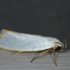 Xylorycta assimilis (A Xyloryctid moth) at Ainslie, ACT - 6 Dec 2019 by jb2602