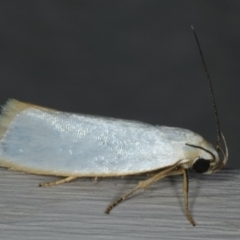 Xylorycta assimilis (A Xyloryctid moth) at Ainslie, ACT - 6 Dec 2019 by jbromilow50