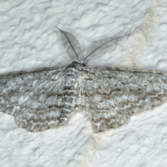 Phelotis cognata (Long-fringed Bark Moth) at Ainslie, ACT - 6 Dec 2019 by jbromilow50