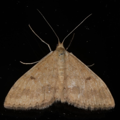 Scopula rubraria (Reddish Wave, Plantain Moth) at Ainslie, ACT - 6 Dec 2019 by jbromilow50