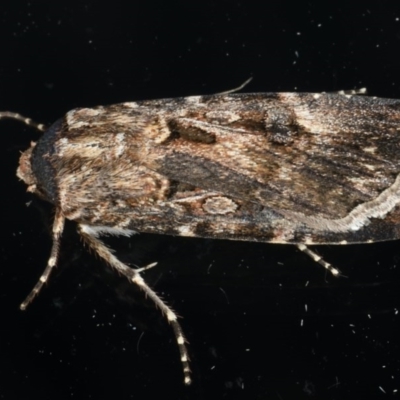 Agrotis munda (Brown Cutworm) at Ainslie, ACT - 6 Dec 2019 by jbromilow50