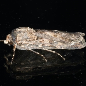 Agrotis munda at Ainslie, ACT - 6 Dec 2019