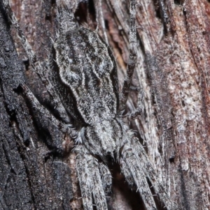 Tamopsis fickerti at Acton, ACT - 18 Aug 2020