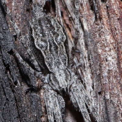 Tamopsis fickerti (Two-tailed spider) at Acton, ACT - 18 Aug 2020 by TimL