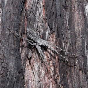 Tamopsis fickerti at Acton, ACT - 18 Aug 2020