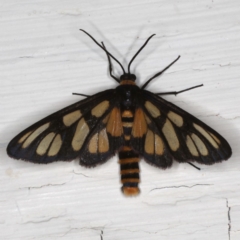 Amata (genus) (Handmaiden Moth) at Ainslie, ACT - 6 Dec 2019 by jb2602