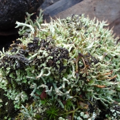Cladonia sp. (genus) (Cup Lichen) at Carwoola, NSW - 16 Aug 2020 by JanetRussell