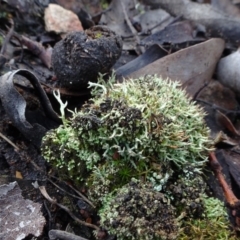 Cladonia sp. (genus) at Carwoola, NSW - 16 Aug 2020 02:32 PM