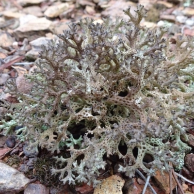 Cladia corallaizon at Carwoola, NSW - 16 Aug 2020 by JanetRussell