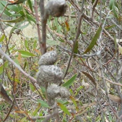 Hakea dactyloides (Finger Hakea) at Lower Boro, NSW - 15 Jan 2012 by AndyRussell