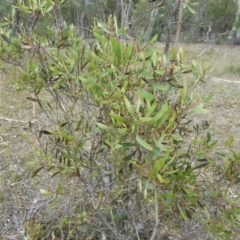 Hakea dactyloides at Lower Boro, NSW - 15 Jan 2012