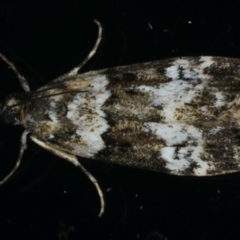 Eudonia protorthra (A Scopariine moth) at Ainslie, ACT - 6 Dec 2019 by jb2602