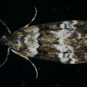 Eudonia protorthra at Ainslie, ACT - 6 Dec 2019