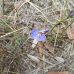 Comesperma volubile (Love Creeper) at Lower Boro, NSW - 15 Jan 2012 by AndyRussell