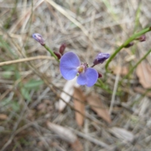 Comesperma volubile at Lower Boro, NSW - 15 Jan 2012