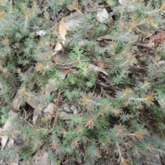 Acrotriche serrulata (Ground-berry) at Lower Boro, NSW - 15 Jan 2012 by AndyRussell