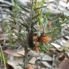 Lissanthe strigosa subsp. subulata (Peach Heath) at Lower Boro, NSW - 15 Jan 2012 by AndyRussell