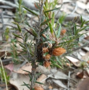 Lissanthe strigosa subsp. subulata at Lower Boro, NSW - 15 Jan 2012
