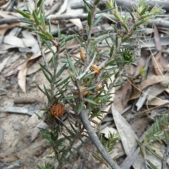 Lissanthe strigosa subsp. subulata at Lower Boro, NSW - 15 Jan 2012 02:18 PM