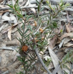 Lissanthe strigosa subsp. subulata at Lower Boro, NSW - 15 Jan 2012