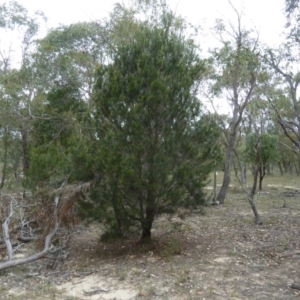 Allocasuarina verticillata at Lower Boro, NSW - 15 Jan 2012