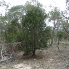 Allocasuarina verticillata (Drooping Sheoak) at Lower Boro, NSW - 15 Jan 2012 by AndyRussell