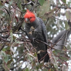 Callocephalon fimbriatum (Gang-gang Cockatoo) at Red Hill Nature Reserve - 15 Aug 2020 by JackyF
