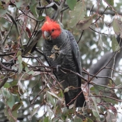 Callocephalon fimbriatum (Gang-gang Cockatoo) at Deakin, ACT - 15 Aug 2020 by JackyF